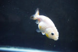 Baby Ranchu  Calico 2.5 Inch (ID#1004R9c-53) Free2Day SHIPPING