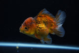 Short Body Thai Oranda  Calico 3.5 Inch (ID#1129To14b-33) Free2Day SHIPPING