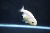 Baby Ranchu  Calico 2.5 Inch (ID#1004R9c-53) Free2Day SHIPPING