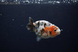 Baby Ranchu  Calico 3 Inch (ID#1217R9c-30) Free2Day SHIPPING