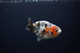 Baby Ranchu  Calico 3 Inch (ID#1217R9c-30) Free2Day SHIPPING