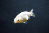 Baby Ranchu  Calico 2.5 Inch (ID#1004R9c-53) Free2Day SHIPPING