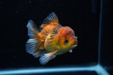 Short Body Thai Oranda  Calico 3.5 Inch (ID#1129To14b-33) Free2Day SHIPPING