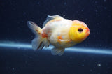 Yuan Bao Oranda  Sakura 3.5 Inch (ID#404Yb10b-47) Free2Day SHIPPING