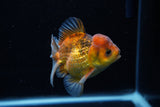 Short Body Thai Oranda  Calico 3.5 Inch (ID#1129To14b-33) Free2Day SHIPPING