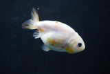 Baby Ranchu  Calico 2.5 Inch (ID#1004R9c-53) Free2Day SHIPPING