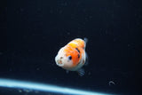 Baby Ranchu  Calico 3 Inch (ID#1217R9c-31) Free2Day SHIPPING