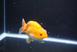 Juvenile Lionchu  Red White 3.5 Inch (ID#1015R11a-33) Free2Day SHIPPING