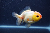 Yuan Bao Oranda  Sakura 3.5 Inch (ID#404Yb10b-47) Free2Day SHIPPING