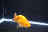 Juvenile Lionchu  Red White 3.5 Inch (ID#1015R11a-33) Free2Day SHIPPING