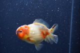 Yuan Bao Oranda  Sakura 3.5 Inch (ID#404Yb10b-47) Free2Day SHIPPING
