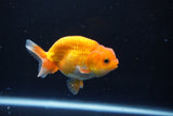 Juvenile Lionchu  Red White 3.5 Inch (ID#1015R11a-33) Free2Day SHIPPING