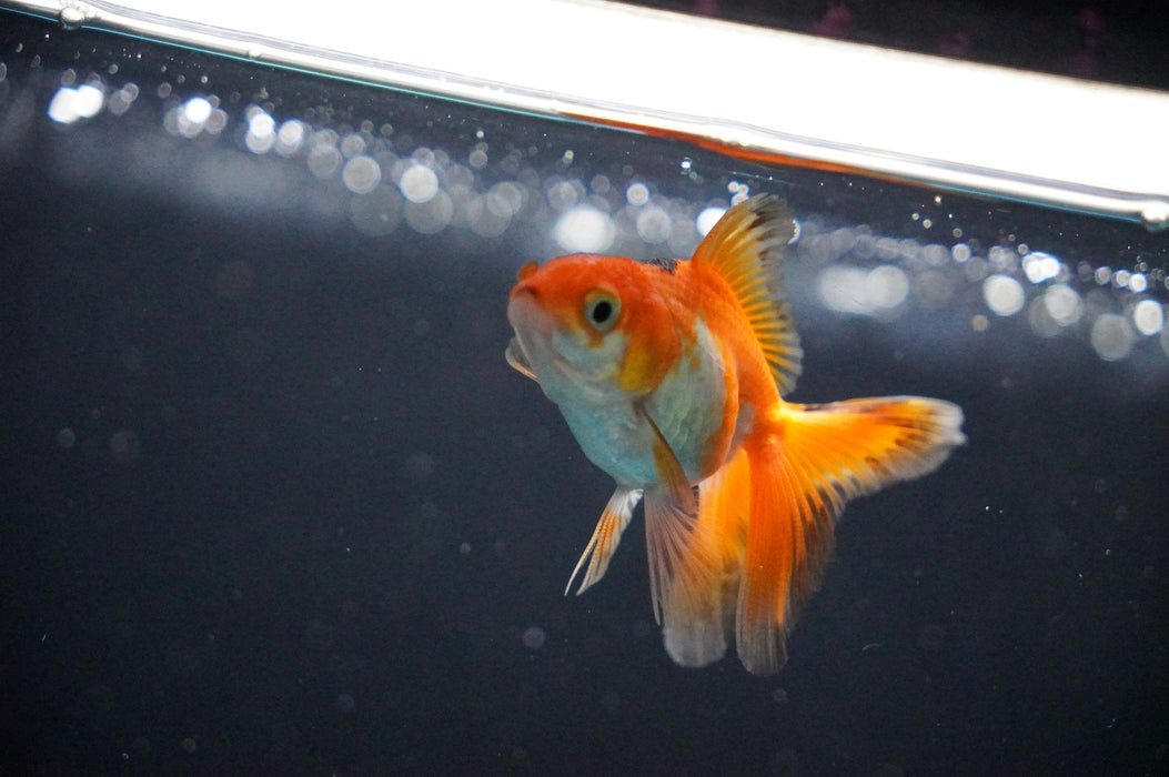 Baby Thai Oranda  Tricolor 2.5 Inch (ID#1017TPTA-26) Free2Day SHIPPING