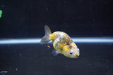 Baby Ranchu  Calico 2.5 Inch (ID#1004R9c-54) Free2Day SHIPPING