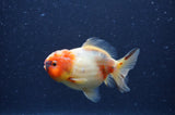 Yuan Bao Oranda  Sakura 3.5 Inch (ID#404Yb10b-47) Free2Day SHIPPING