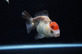 Short Body Thai Oranda  Tricolor 3.5 Inch (ID#1129To14b-34) Free2Day SHIPPING