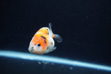 Baby Ranchu  Calico 3 Inch (ID#1217R9c-31) Free2Day SHIPPING