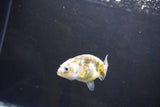 Baby Ranchu  Calico 2.5 Inch (ID#1004R9c-54) Free2Day SHIPPING