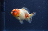 Yuan Bao Oranda  Sakura 3.5 Inch (ID#404Yb10b-47) Free2Day SHIPPING