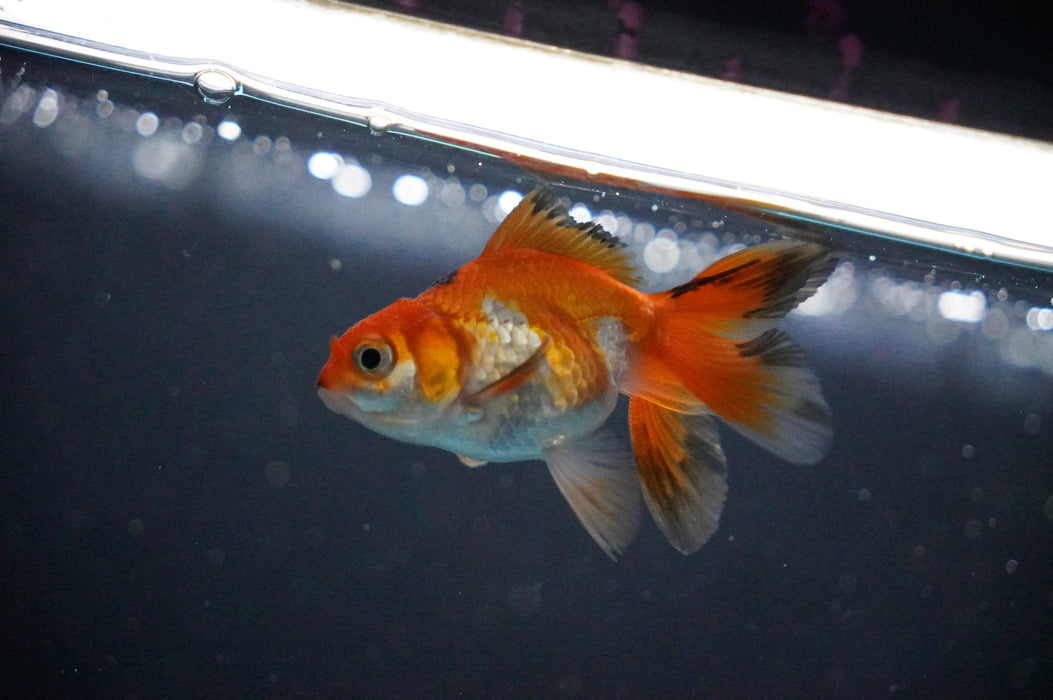 Baby Thai Oranda  Tricolor 2.5 Inch (ID#1017TPTA-26) Free2Day SHIPPING