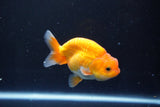 Juvenile Lionchu  Red White 3.5 Inch (ID#1015R11a-33) Free2Day SHIPPING