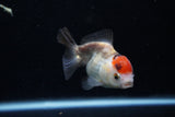 Short Body Thai Oranda  Tricolor 3.5 Inch (ID#1129To14b-34) Free2Day SHIPPING