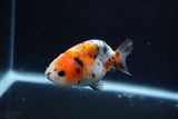 Baby Ranchu  Calico 3 Inch (ID#1217R9c-31) Free2Day SHIPPING