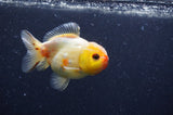 Yuan Bao Oranda  Sakura 3.5 Inch (ID#404Yb10b-47) Free2Day SHIPPING