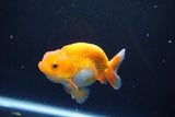 Juvenile Lionchu  Red White 3.5 Inch (ID#1015R11a-33) Free2Day SHIPPING