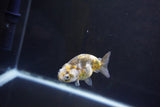 Baby Ranchu  Calico 2.5 Inch (ID#1004R9c-54) Free2Day SHIPPING