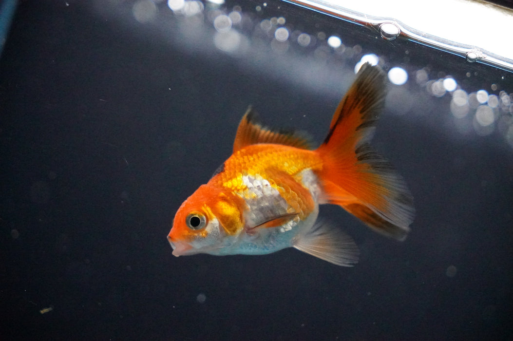 Baby Thai Oranda  Tricolor 2.5 Inch (ID#1017TPTA-26) Free2Day SHIPPING