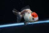 Short Body Thai Oranda  Tricolor 3.5 Inch (ID#1129To14b-34) Free2Day SHIPPING