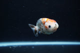 Baby Ranchu  Calico 3 Inch (ID#1217R9c-31) Free2Day SHIPPING