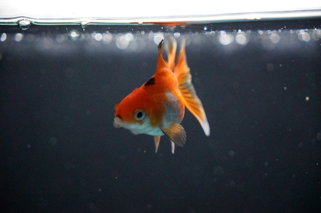 Baby Thai Oranda  Tricolor 2.5 Inch (ID#1017TPTA-26) Free2Day SHIPPING