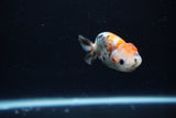 Baby Ranchu  Calico 3 Inch (ID#1217R9c-31) Free2Day SHIPPING