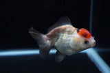 Short Body Thai Oranda  Tricolor 3.5 Inch (ID#1129To14b-34) Free2Day SHIPPING