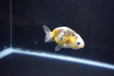 Baby Ranchu  Calico 2.5 Inch (ID#1004R9c-54) Free2Day SHIPPING