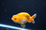 Juvenile Lionchu  Red White 3.5 Inch (ID#1015R11a-33) Free2Day SHIPPING