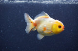 Yuan Bao Oranda  Sakura 3.5 Inch (ID#404Yb10b-47) Free2Day SHIPPING