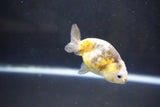 Baby Ranchu  Calico 2.5 Inch (ID#1004R9c-54) Free2Day SHIPPING