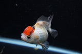 Short Body Thai Oranda  Tricolor 3.5 Inch (ID#1129To14b-34) Free2Day SHIPPING