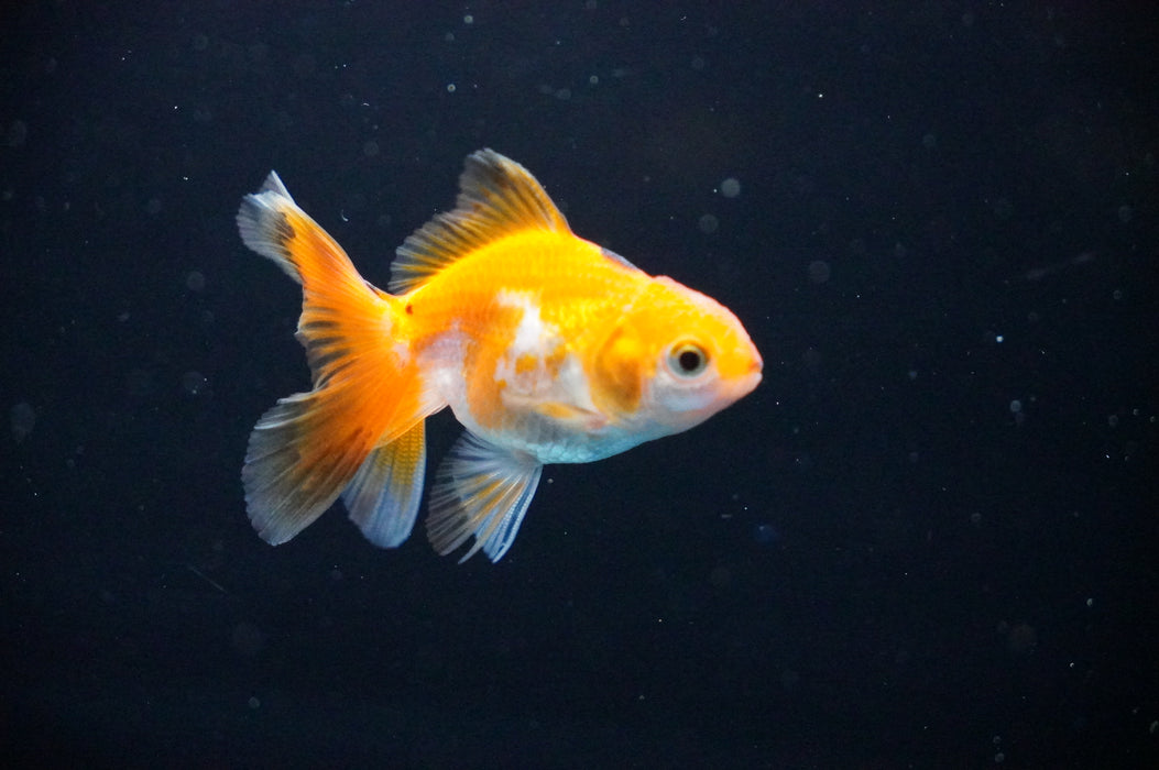 Baby Thai Oranda  Tricolor 2.5 Inch (ID#1017TPTA-26) Free2Day SHIPPING