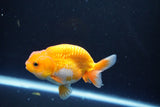 Juvenile Lionchu  Red White 3.5 Inch (ID#1015R11a-33) Free2Day SHIPPING