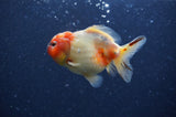 Yuan Bao Oranda  Sakura 3.5 Inch (ID#404Yb10b-47) Free2Day SHIPPING