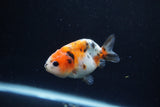 Baby Ranchu  Calico 3 Inch (ID#1217R9c-31) Free2Day SHIPPING