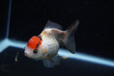 Short Body Thai Oranda  Tricolor 3.5 Inch (ID#1129To14b-34) Free2Day SHIPPING