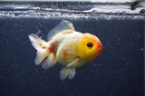 Yuan Bao Oranda  Sakura 3.5 Inch (ID#404Yb10b-47) Free2Day SHIPPING