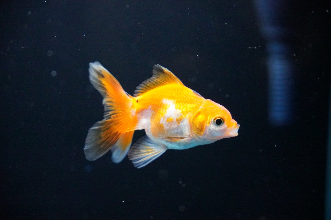 Baby Thai Oranda  Tricolor 2.5 Inch (ID#1017TPTA-26) Free2Day SHIPPING
