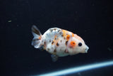 Baby Ranchu  Calico 3 Inch (ID#1217R9c-31) Free2Day SHIPPING