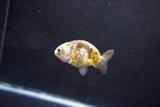 Baby Ranchu  Calico 2.5 Inch (ID#1004R9c-54) Free2Day SHIPPING